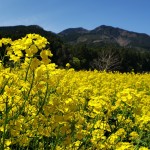 2019菜の花1 - コピー 2019菜の花1 - コピー