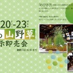 2019秋の山野草 2019秋の山野草
