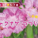 2023シャクナゲつつじフェア
