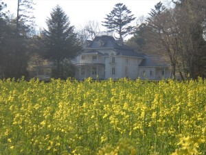 菜の花１（４月２３日撮影）