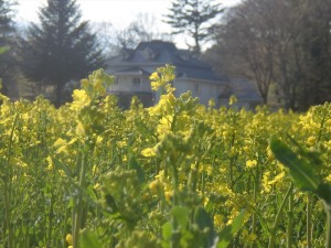 菜の花２（４月２３日撮影）