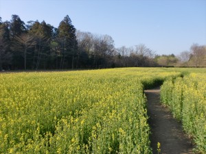 菜の花３（４月２３日撮影）