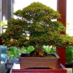 20160520satsukibonsai01