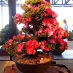 20160520satsukibonsai03