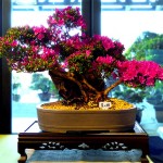 20160520satsukibonsai04