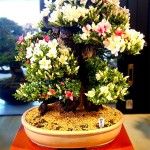 20160520satsukibonsai08